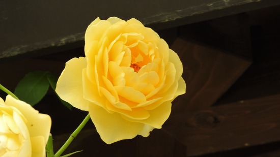 DSCN0110