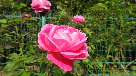 DSCN8736