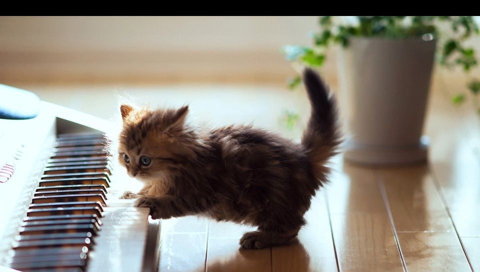 ねこ