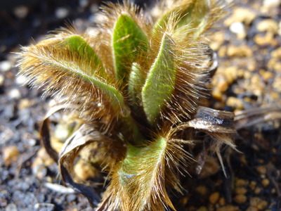 グランディス2019.03.10.002.