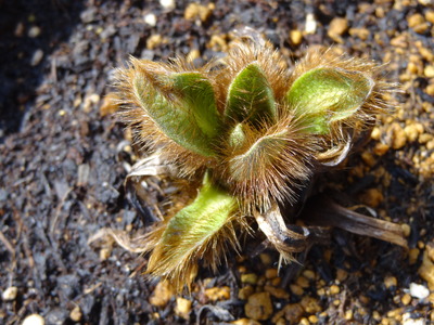 グランディス2019.03.10.001.