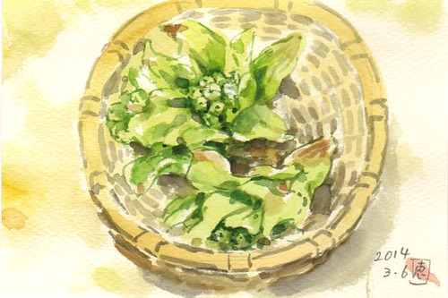 14ふきのとう961