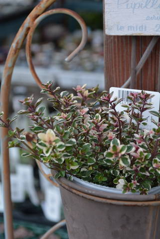 タイム ドレスホワイト 気候の変化について行けません 園芸屋たなかのブログ タイム ドレスホワイト 気候の変化について行けません 園芸屋たなかのブログ