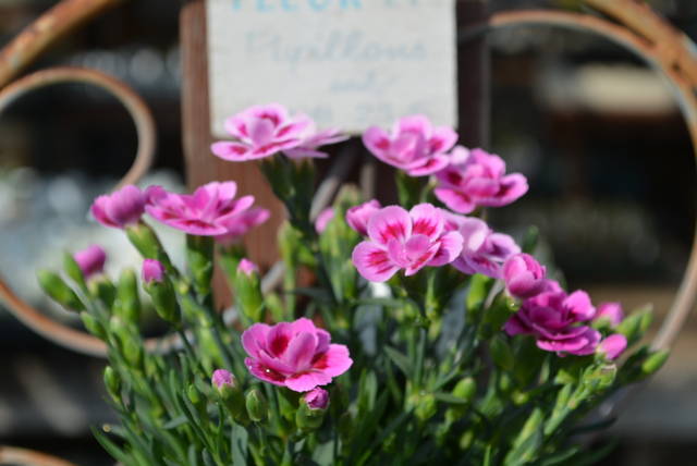 ダイアンサス ピンクキッス 入荷植物 園芸屋たなかのブログ ダイアンサス ピンクキッス 入荷植物 園芸屋たなかのブログ