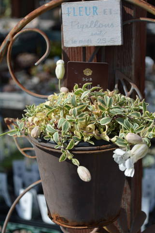 斑入り シレネ ユニフローラ お知らせ 園芸屋たなかのブログ