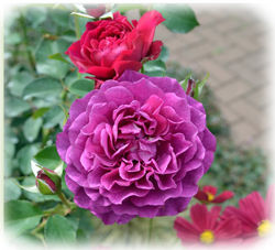 0YEG 薔薇の花250