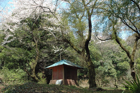 毘沙門天山桜 042 450