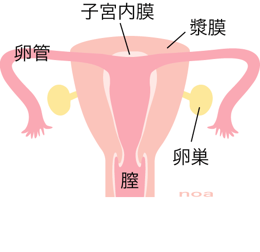 「子宮 イラスト 無料」の画像検索結果