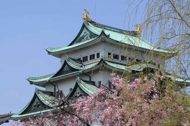 ci_jp_ngo