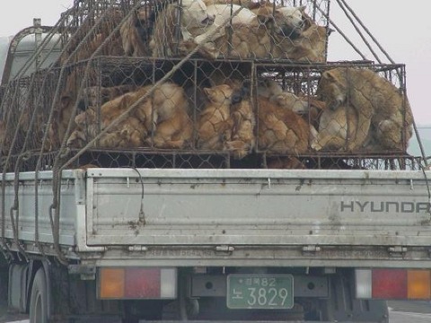 韓国食文化では犬を食べる