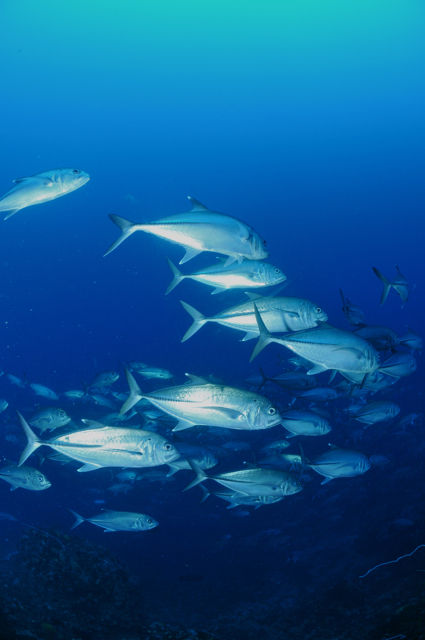 アポ島マムサポイントのギンガメアジの群れ