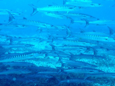 スミロン島バラクーダの群れ