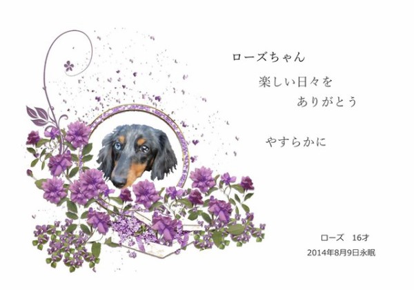 260809rose1