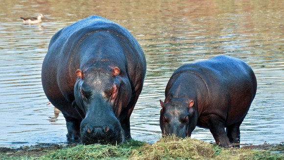 hippopotamus_pixabay