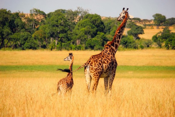 giraffe_pixabay