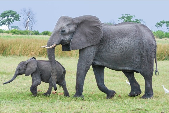 elephant_pixabay