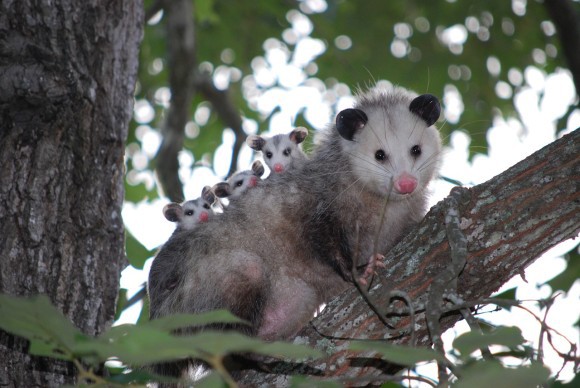 opossum_pixabay