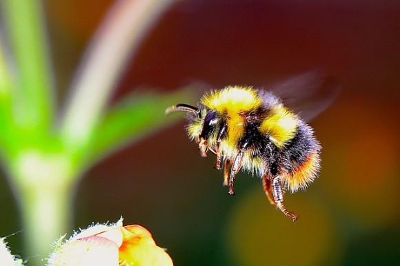 bumble-bee-2361336_640_e