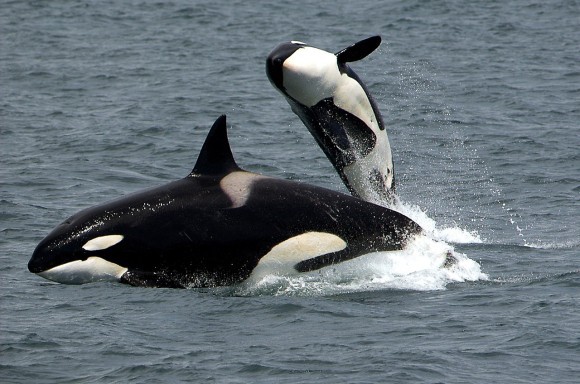 killer-whales_pixabay