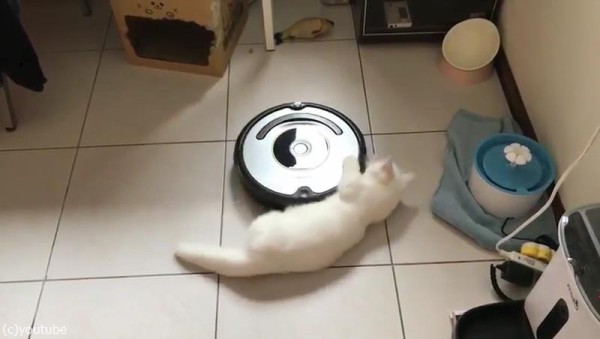 ルンバとともに回転する猫02