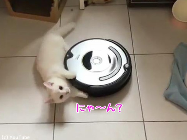 ルンバとともに回転する猫00