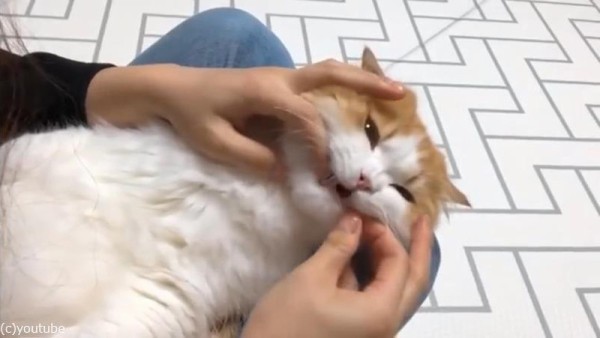 猫への薬の飲ませ方動画が可愛い02