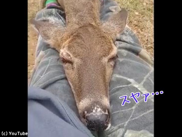 鹿がお昼寝場所に選んだのは…00