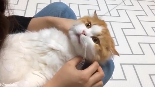 猫への薬の飲ませ方動画が可愛い04