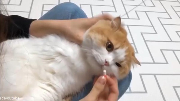 猫への薬の飲ませ方動画が可愛い01