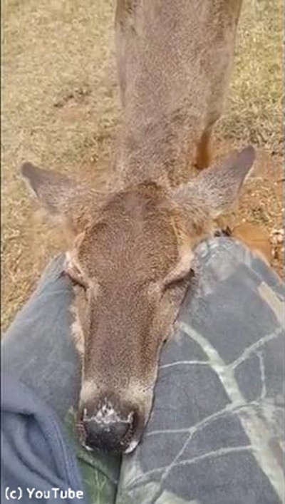 鹿がお昼寝場所に選んだのは…01