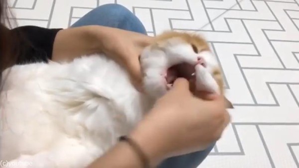 猫への薬の飲ませ方動画が可愛い03