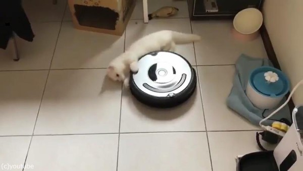 ルンバとともに回転する猫01