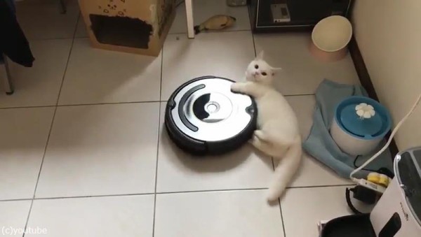 ルンバとともに回転する猫03