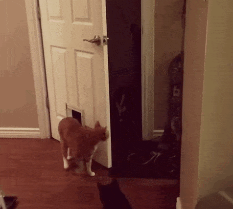 anigif_enhanced-11597-1447270091-10