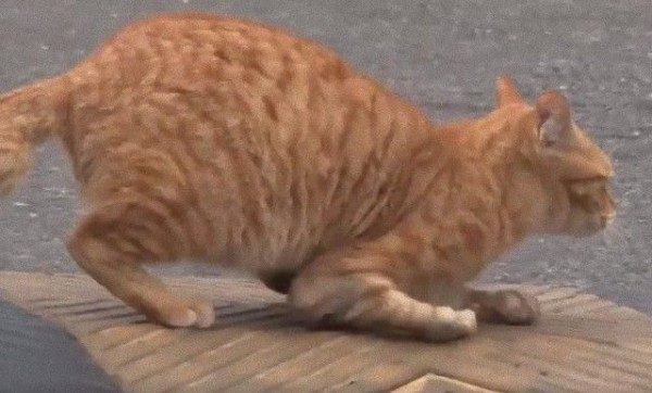 desktop-1497907986_e