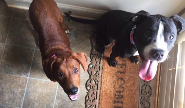 Dogs2