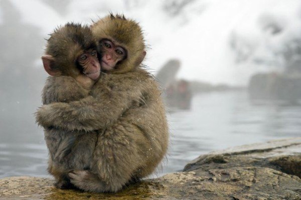 animal-hugs-05