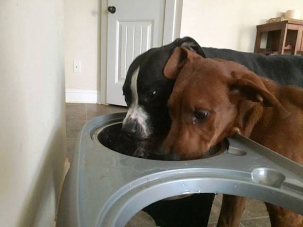 Dogs3