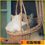 にほんブログ 村地域生活（街）中部ブログ松阪情報へ