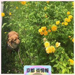 にほんブログ村 地域生活（街） 関西ブログ 京都 その他の街情報へ