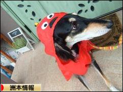 にほんブログ村 地域生活（街） 関西ブログ 洲本情報へ