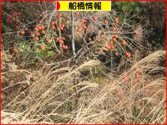 にほんブログ村 地域生活(街) 関東ブログ 船橋情報へ