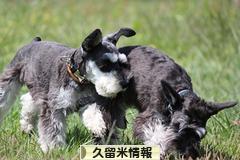 にほんブログ村 地域生活（街） 九州ブログ 久留米情報へ
