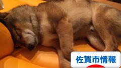 にほんブログ村 地域生活（街） 九州ブログ 佐賀（市）情報へ