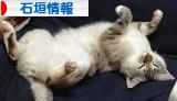 にほんブログ村 地域生活（街） 沖縄ブログ 石垣（市）情報へ
