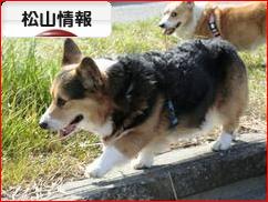 にほんブログ村 地域生活（街） 四国ブログ 松山情報へ