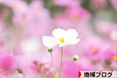 にほんブログ村 地域生活(街) 東京ブログへ