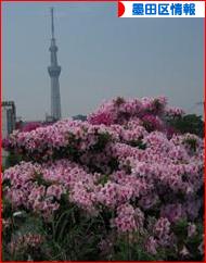 にほんブログ村 地域生活（街） 東京ブログ 墨田区情報へ
