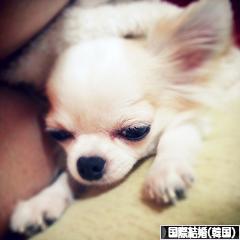 にほんブログ村 恋愛ブログ 国際結婚（韓国人）へ