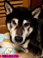 にほんブログ村 恋愛ブログ 仲良しカップルへ